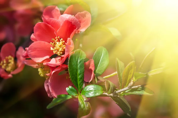 Röd blommande kvitten — Stockfoto