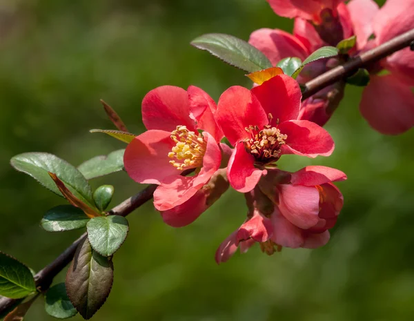 Membrillo rojo de floración —  Fotos de Stock