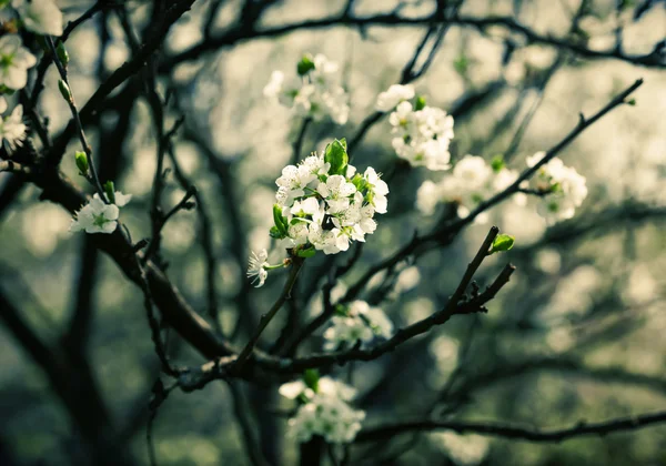 Fleurs de printemps — Photo