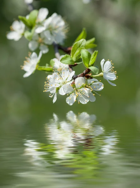 Fleurs de printemps — Photo