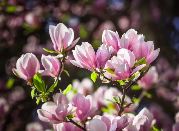 Blossoming of magnolia flowers — ストック写真