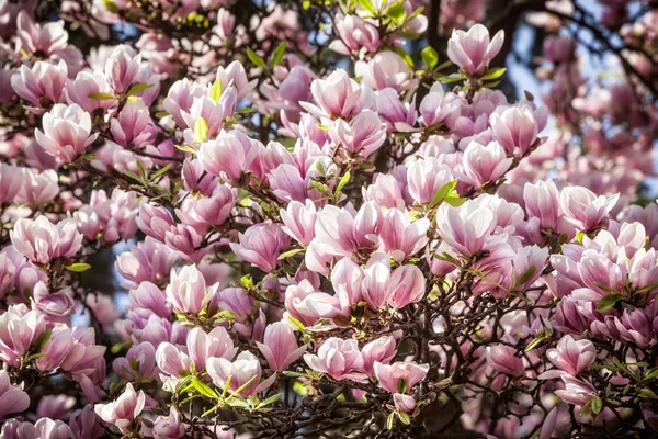 Florecimiento de flores de magnolia —  Fotos de Stock