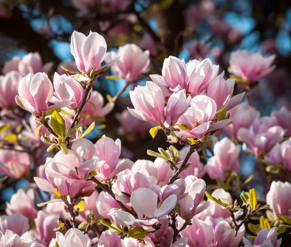 Blossoming of magnolia flowers — Stock Photo, Image