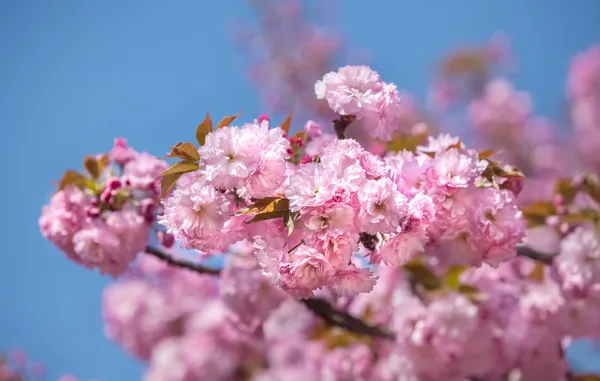 साकुरा। फूलों जापानी चेरी पेड़ — स्टॉक फ़ोटो, इमेज