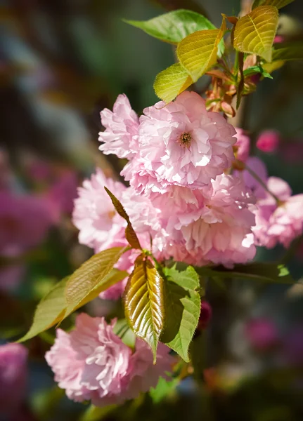 Sakura. rozkvetla japonských třešní — Stock fotografie