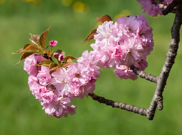 Sakura. Japon kiraz ağaçları çiçek — Stok fotoğraf