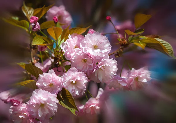 樱花。日本绽放的樱花树 — 图库照片