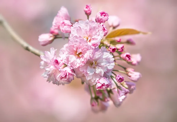 Sakura. ανθισμένες δέντρων κερασιάς στην Ιαπωνία — Φωτογραφία Αρχείου