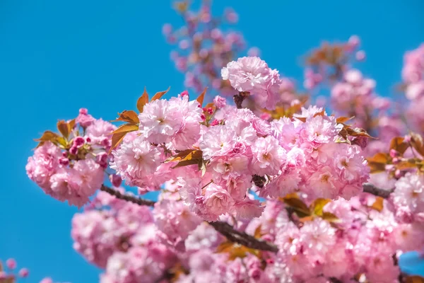 Сакура. Цветущие японские вишни — стоковое фото