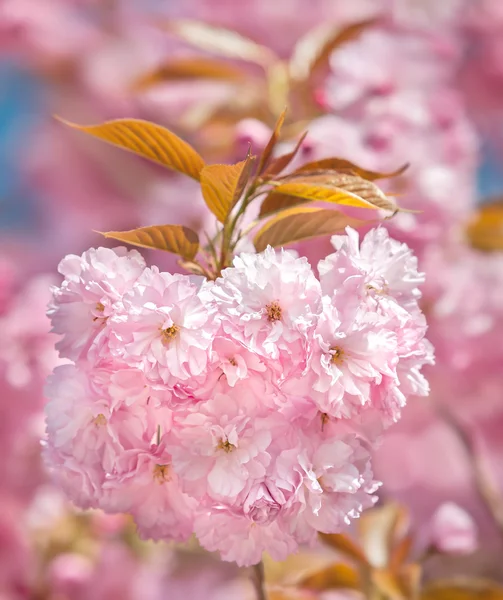 Sakura. Alberi di ciliegio giapponesi fioriti — Foto Stock