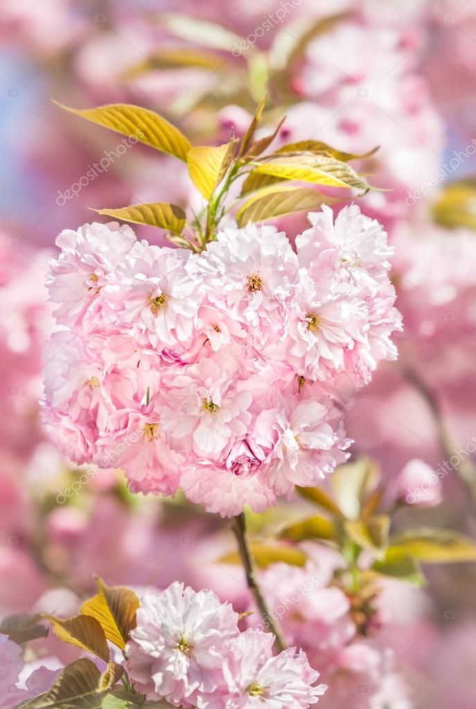 Sakura. Blossomed Japanese cherry trees
