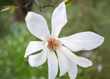 Magnolia kobus. clipart