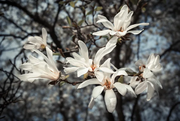 Magnolia kobus. — Photo