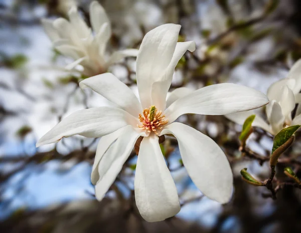 Magnolia kobus. — Stock Photo, Image
