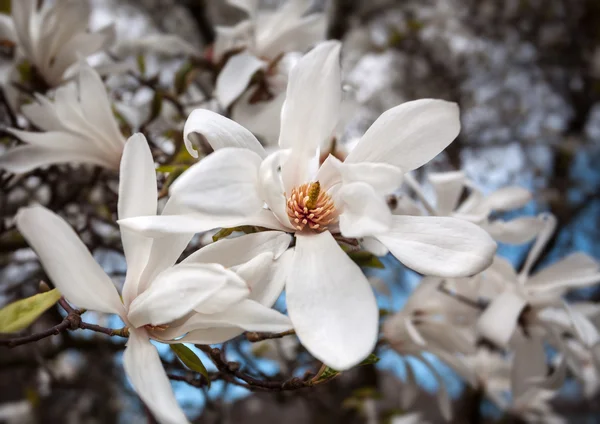 Magnolia kobus. — Stock Photo, Image