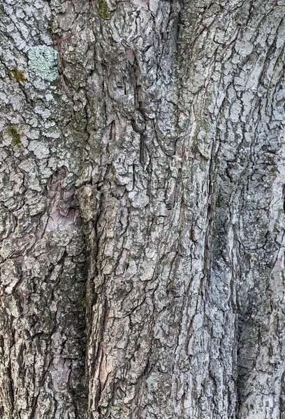 Vieil écorce d'arbre — Photo