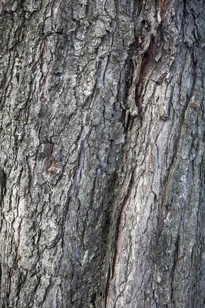 Old tree bark — Stock Photo, Image