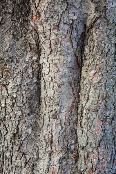 Corteza de árbol vieja —  Fotos de Stock