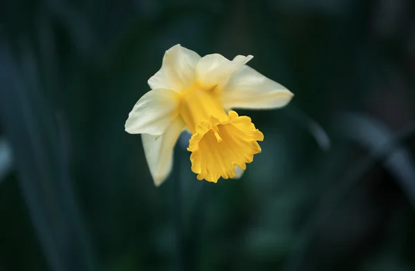 Narcissus blomma — Stockfoto