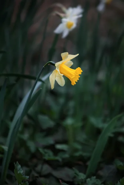 Fiore di narciso — Foto Stock
