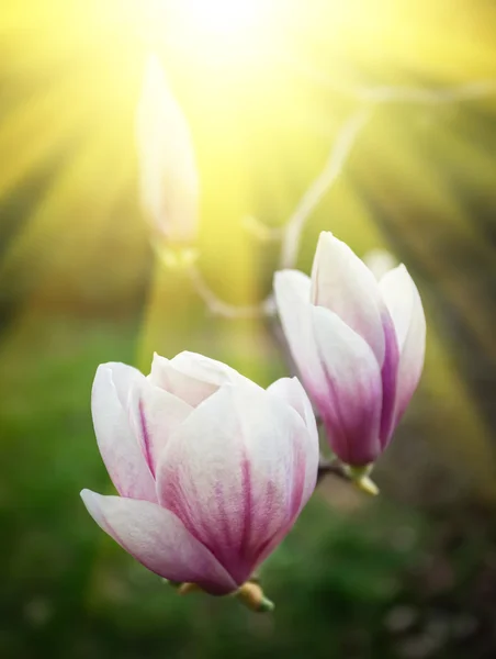 Magnolia blommor — Stockfoto