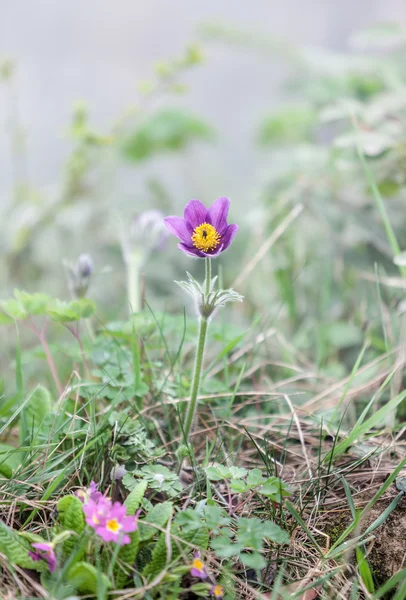 Pulsatilla — Stock Photo, Image