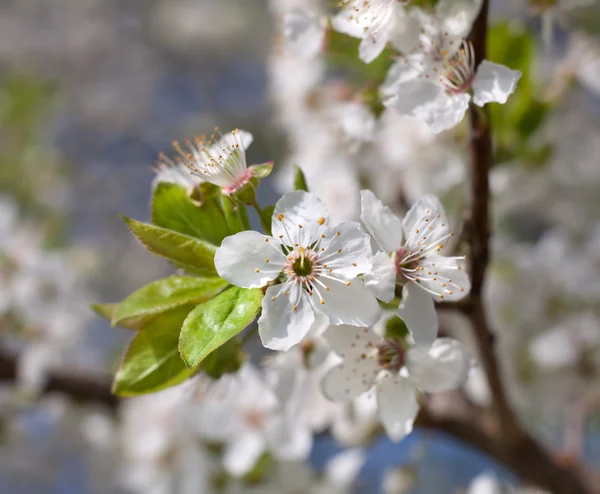 Spring flowers — Stock Photo, Image