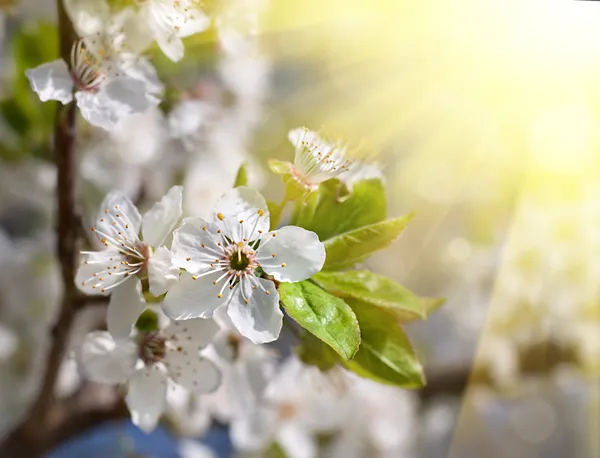 Voorjaarsbloemen — Stockfoto