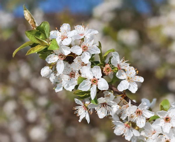 Voorjaarsbloemen — Stockfoto