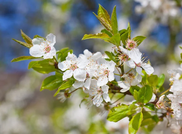 Spring flowers — Stock Photo, Image