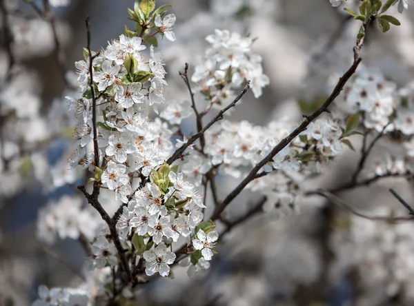 Spring flowers — Stock Photo, Image