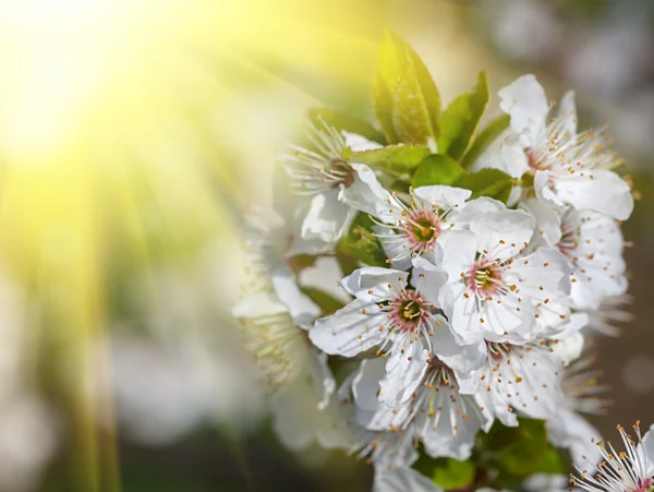 Fleurs de printemps — Photo