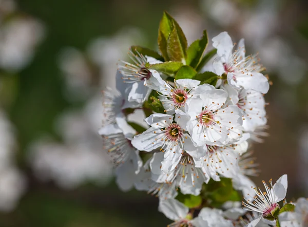 Spring flowers — Stock Photo, Image