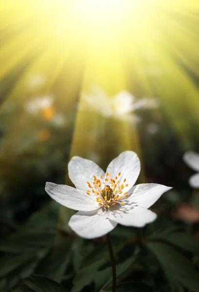 Anêmona sylvestris — Fotografia de Stock