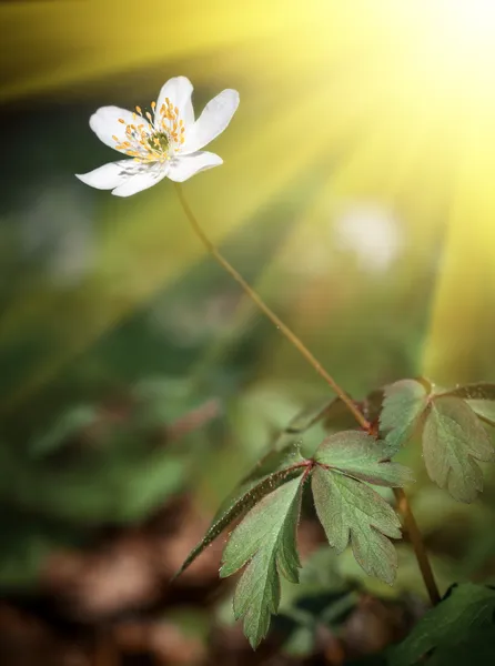 Anemone sylvestris — Stockfoto