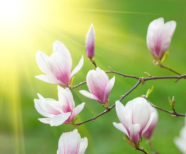 Magnolia bloemen — Stockfoto