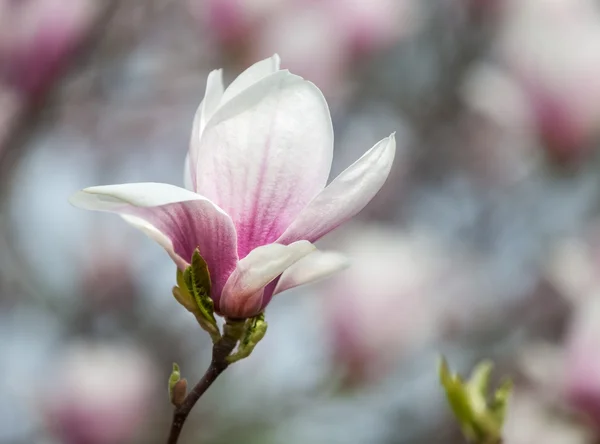 Kwiaty magnolii — Zdjęcie stockowe