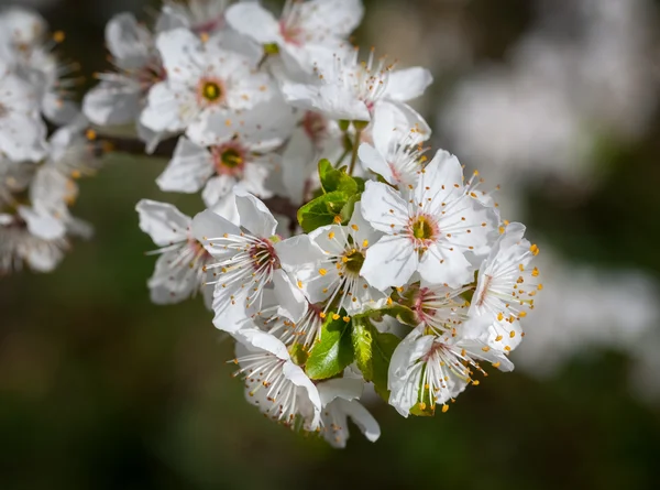 Spring flowers — Stock Photo, Image