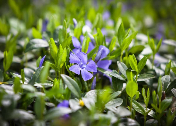 Flower vinca minor — Stock Photo, Image