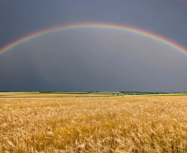 Gouden tarweveld met regenboog — Stockfoto