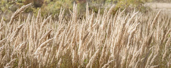Autumn Landscape Sunny Day Field Dry Autumn Grass Pampas Grass — Stock Photo, Image