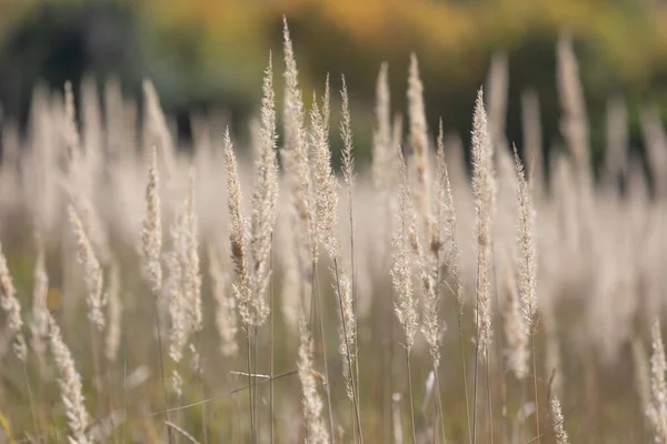 Höstlandskap Solig Dag Fält Med Torrt Höstgräs Pampas Gräs Utomhus — Stockfoto