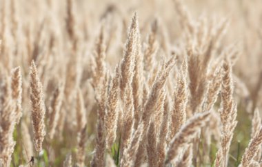 Güneşli bir günde sonbahar manzarası. Kuru sonbahar otları olan bir tarla. Pampalar açık havada açık renkli otlar.. 