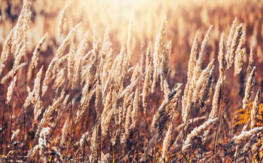 Güneşli bir günde sonbahar manzarası. Kuru sonbahar otları olan bir tarla. Pampas çimenleri dramatik bağbozumu renklerinde 