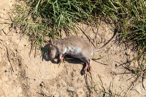 Kuollut Rotta Maassa Luonnon Päällä — kuvapankkivalokuva