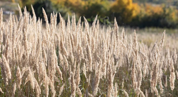 Podzimní Krajina Slunečného Dne Pole Suchou Podzimní Trávou Pampas Tráva — Stock fotografie