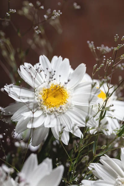 Buquê Belas Flores Camomila Com Decoração Gypsophila Fundo Escuro — Fotografia de Stock