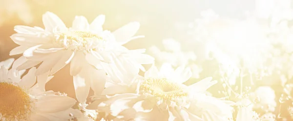 Bukiet Pięknych Kwiatów Rumianku Cyganami Wystrój Słońcu — Zdjęcie stockowe