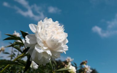 Bahçede çiçeklenme şakayık yumuşak odak görüntü. Seçmeli odak. Sığ alan derinliği 