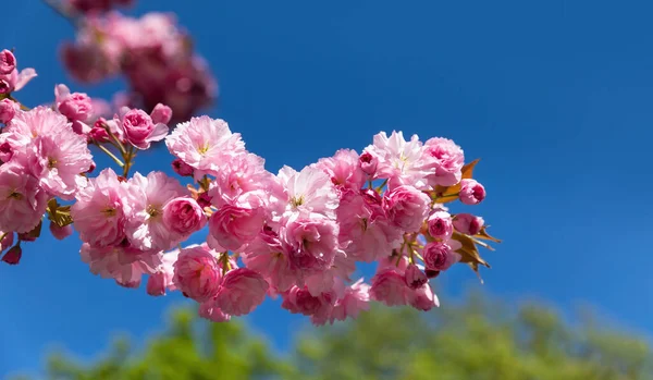 Árbol Sakura Flor Fondo Natural Primer Plano Sakura Flor Cerezo —  Fotos de Stock